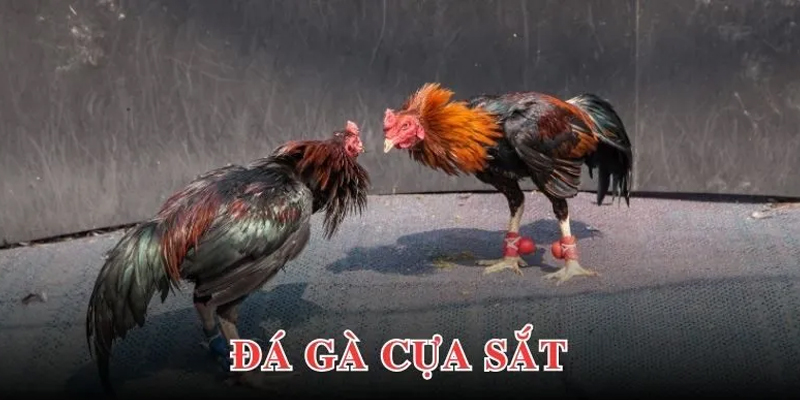 Đá gà cựa sắt hay nhất là gì? Chiến thuật chơi đá gà cựa sắt thắng lớn