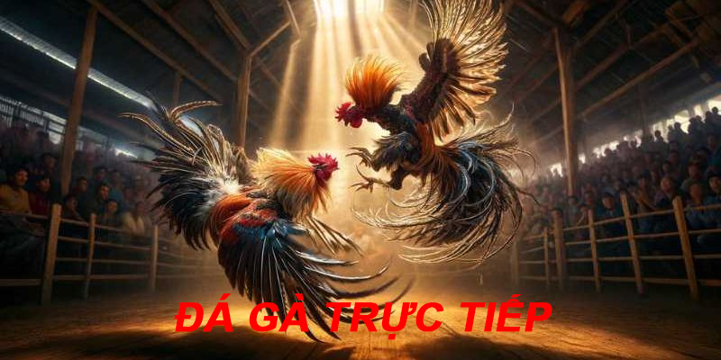 Trải Nghiệm Hấp Dẫn Cùng Đá Gà Trực Tiếp Cho Anh Em