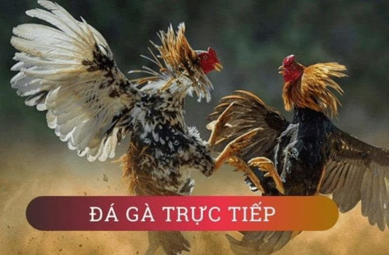 Thông tin cơ bản về đá gà online