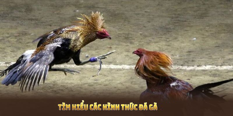 Đa dạng hình thức đá gà cựa sắt phổ biến