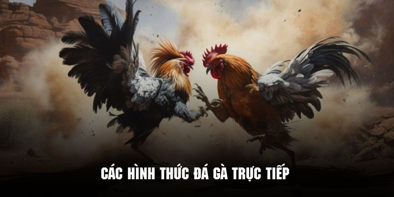Mẹo hay khi chơi đá gà trực tiếp