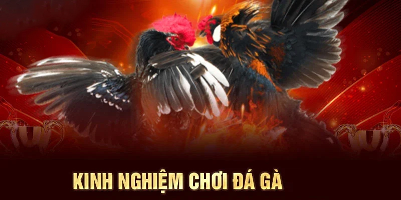 Chuyên gia chia sẻ kinh nghiệm đá gà luôn thắng