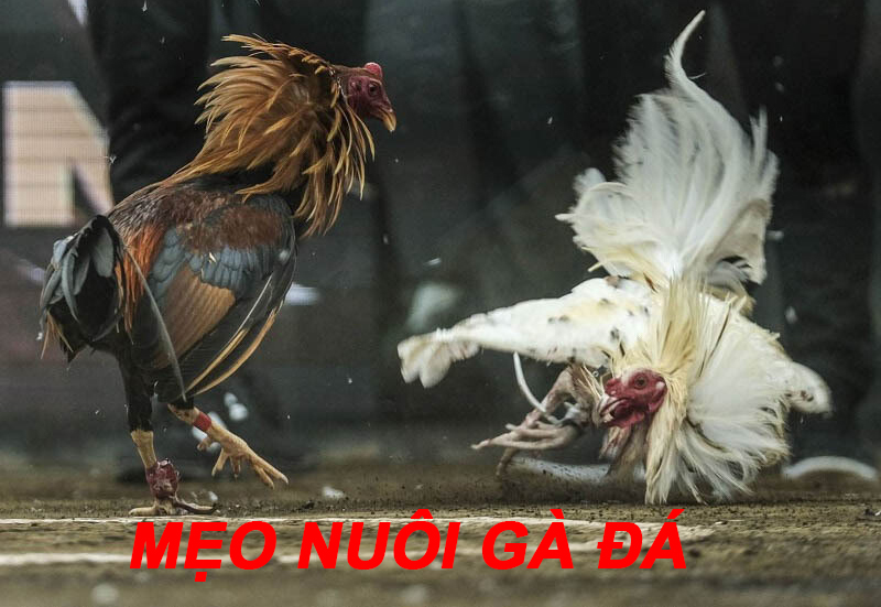Những mẹo áp dụng trong nuôi gà đá