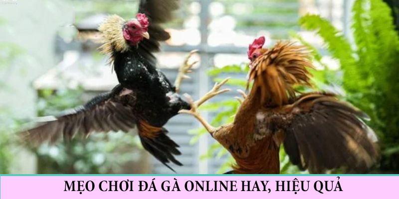 Mẹo hay chinh phú đá gà online