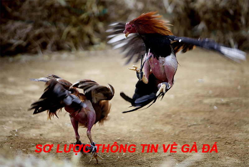 Sơ lược thông tin về gà đá