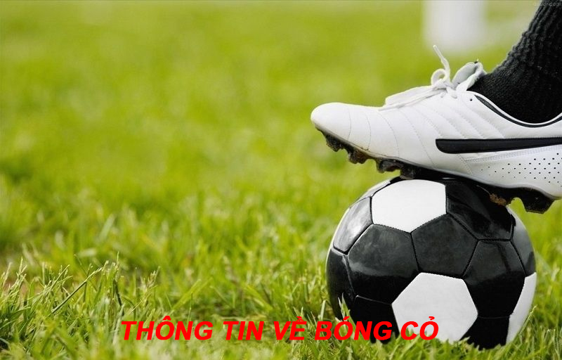 Tìm hiểu thông tin về bóng cỏ